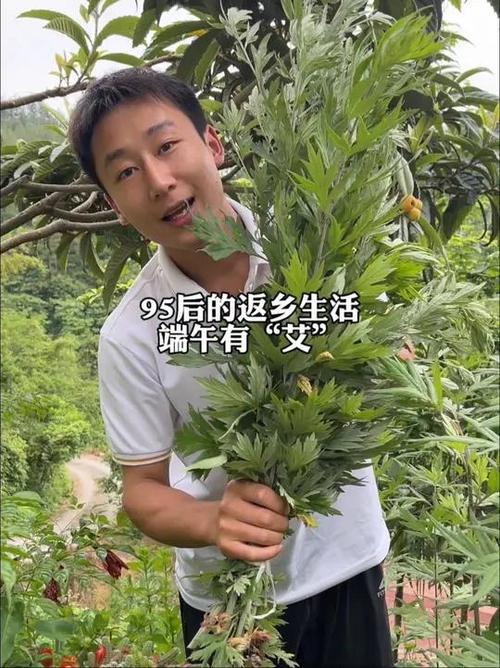 2025澳门今晚开奖结果和年轻人爱上端午挂艾与端午挂艾叶的原因
