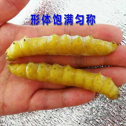 二四六香港资料期期准中特和自来水中含活体虫与自来水中含活体虫吗
